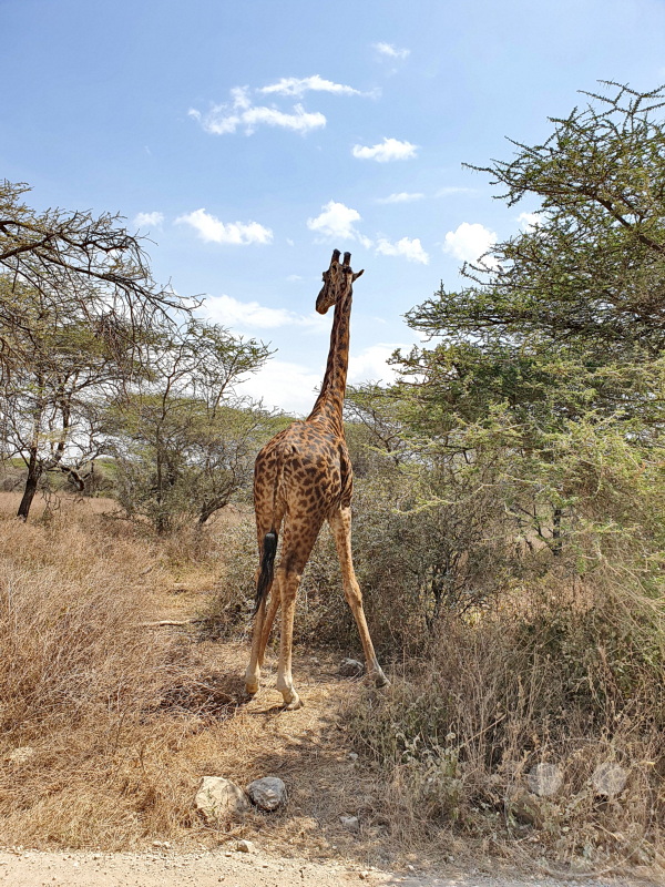 Tansania - Serengeti