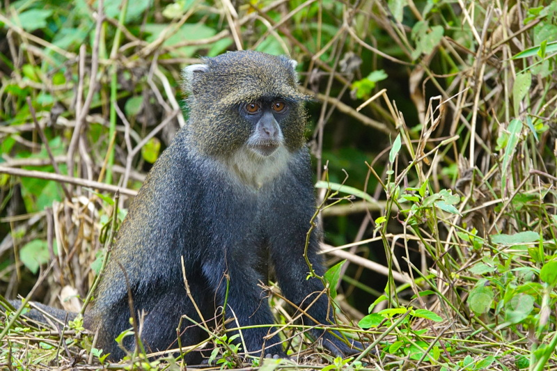 Tansania - Arusha-Nationalpark