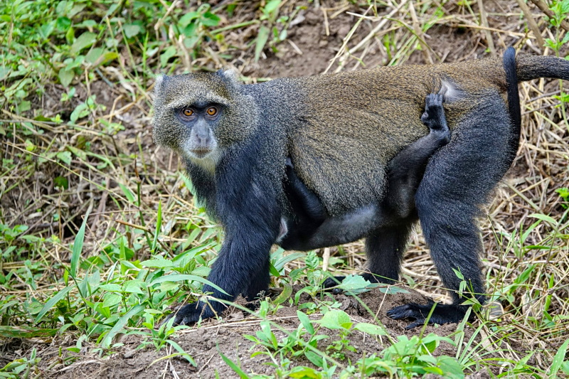 Tansania - Arusha-Nationalpark