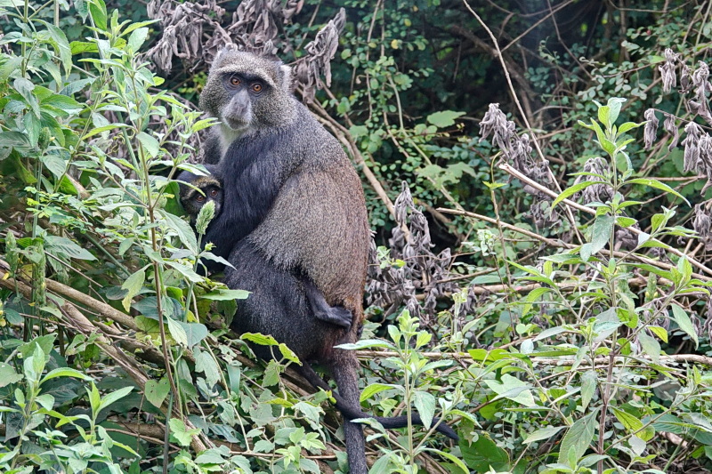 Tansania - Arusha-Nationalpark