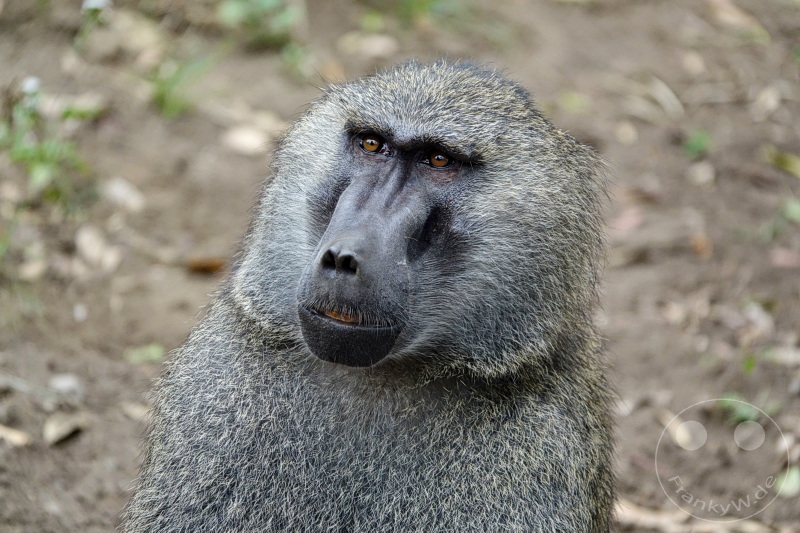 Tansania - Arusha-Nationalpark