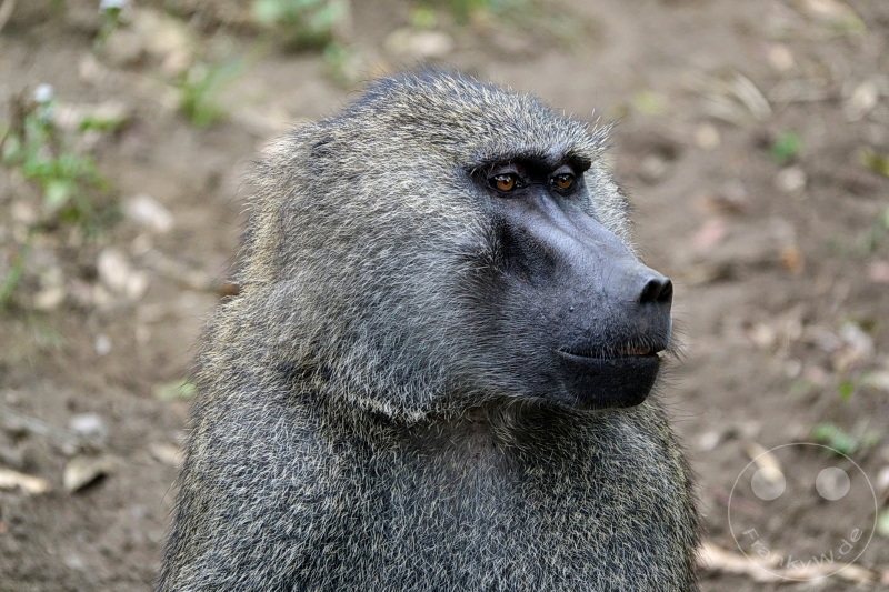 Tansania - Arusha-Nationalpark