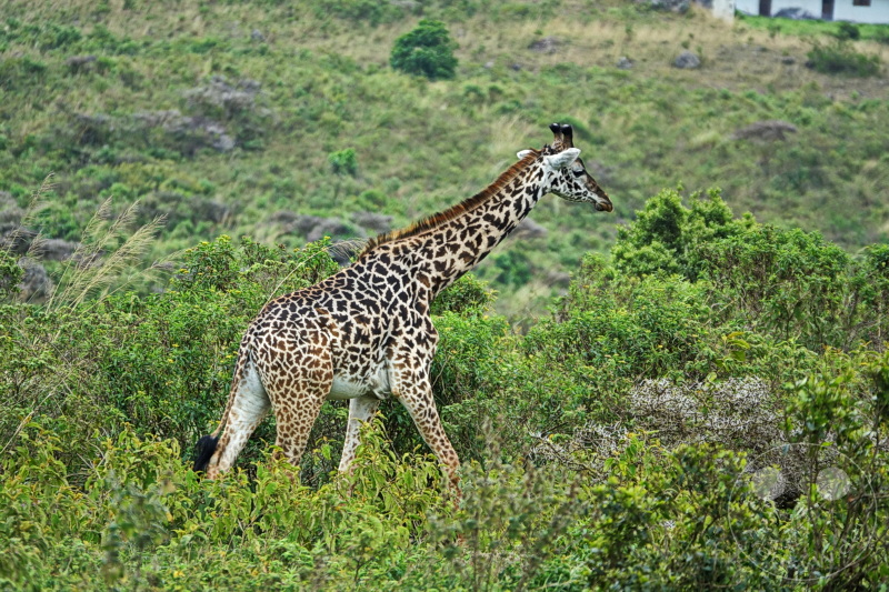 Tansania - Arusha-Nationalpark