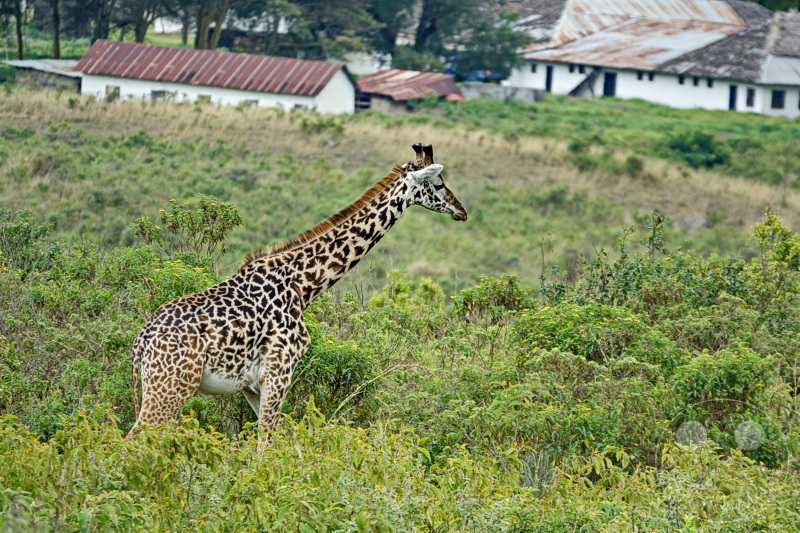 Tansania - Arusha-Nationalpark