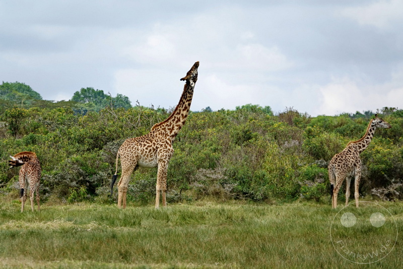 Tansania - Arusha-Nationalpark