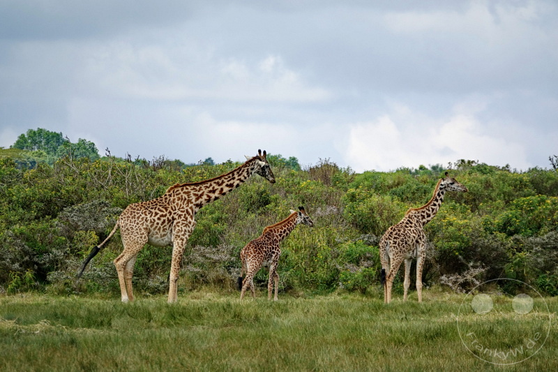 Tansania - Arusha-Nationalpark