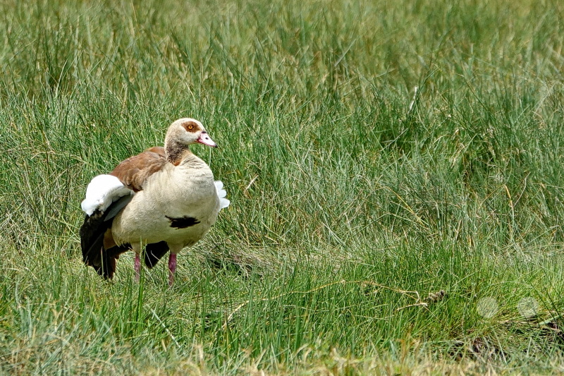 Tansania - Arusha-Nationalpark