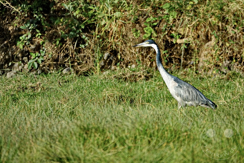 Tansania - Arusha-Nationalpark
