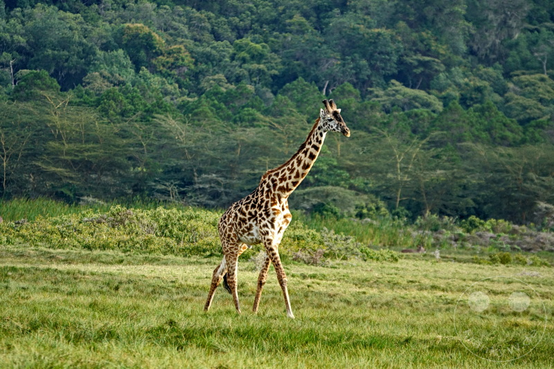 Tansania - Arusha-Nationalpark