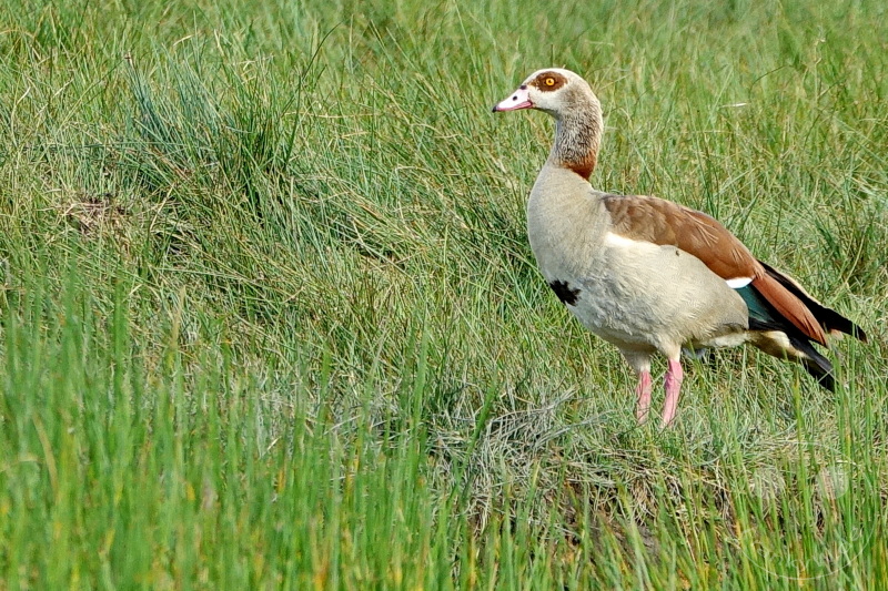 Tansania - Arusha-Nationalpark