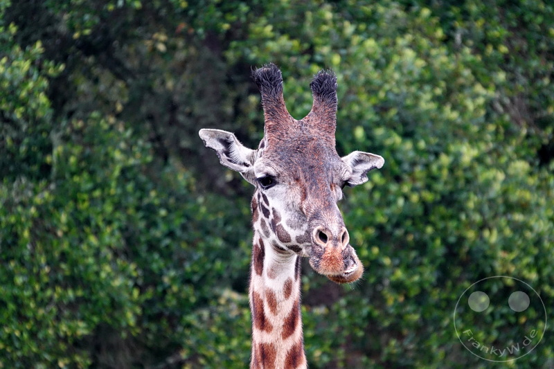 Tansania - Arusha-Nationalpark