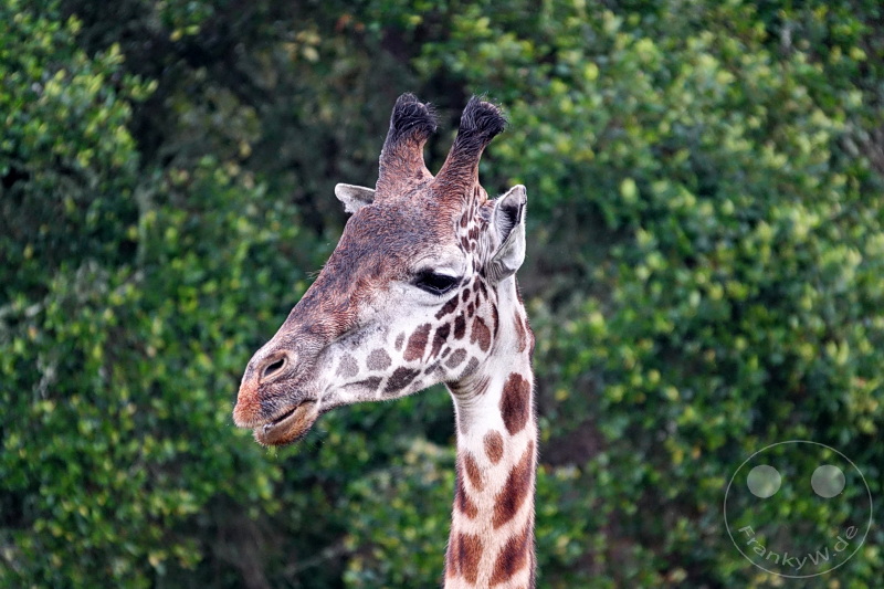 Tansania - Arusha-Nationalpark