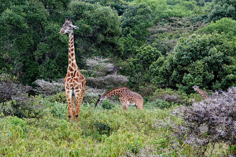 Tansania - Arusha-Nationalpark