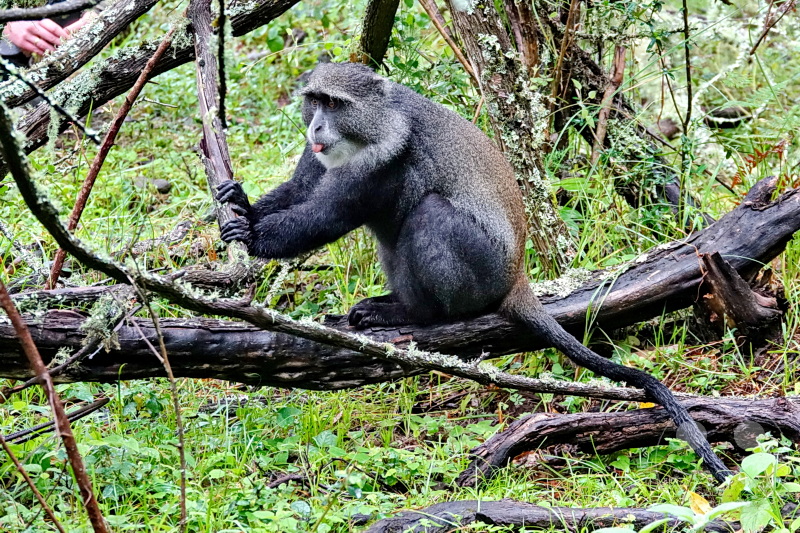 Tansania - Arusha-Nationalpark