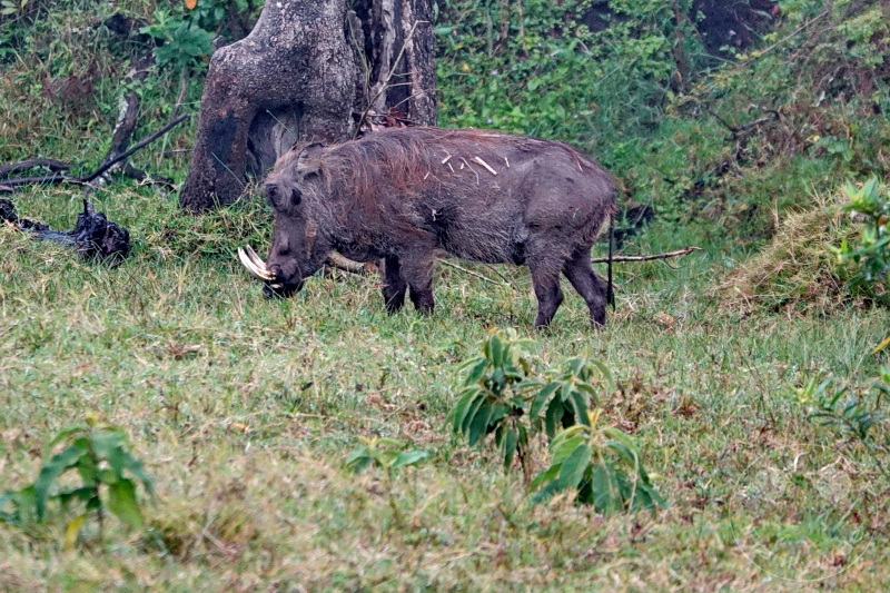 Tansania - Arusha-Nationalpark