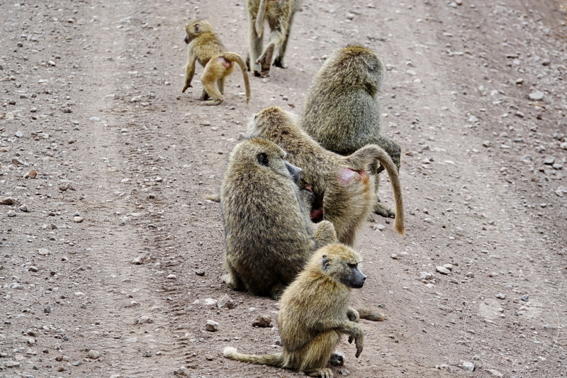 Tansania - Arusha-Nationalpark