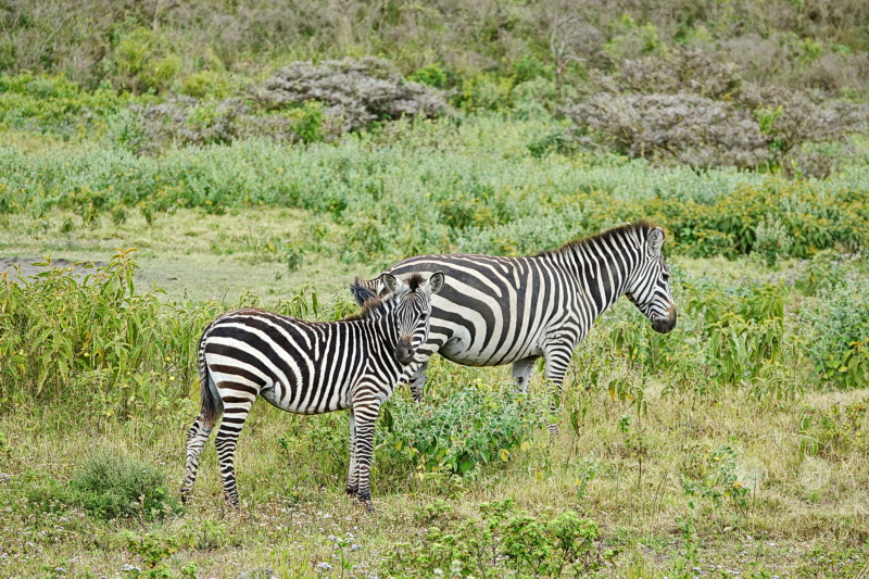 Tansania - Arusha-Nationalpark