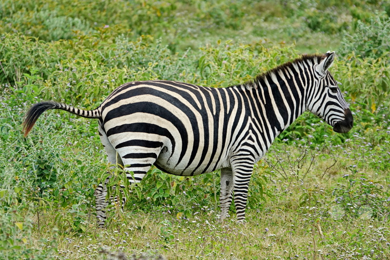 Tansania - Arusha-Nationalpark