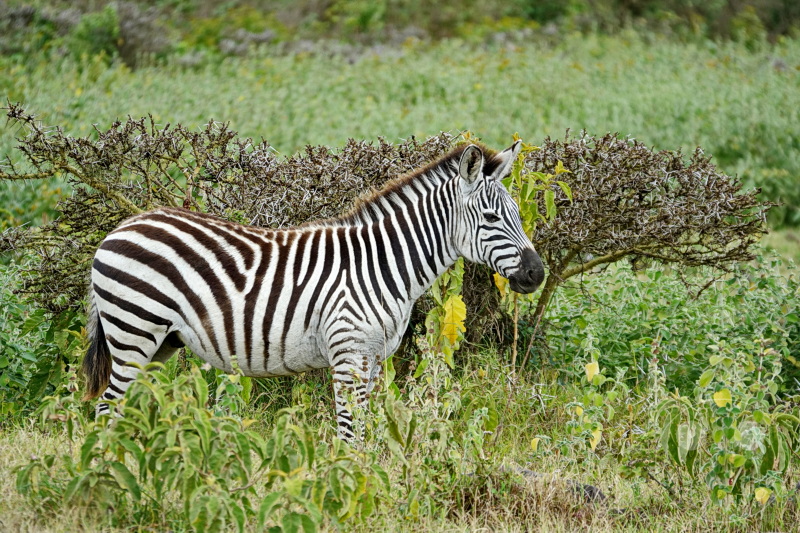 Tansania - Arusha-Nationalpark