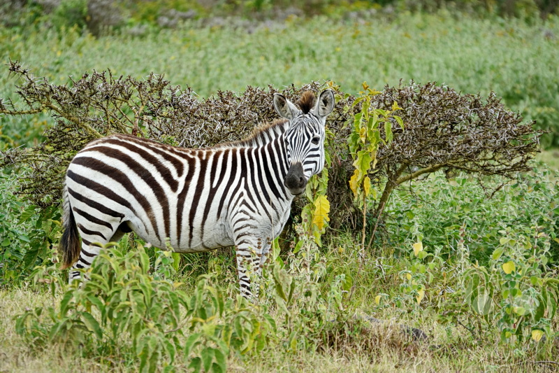 Tansania - Arusha-Nationalpark