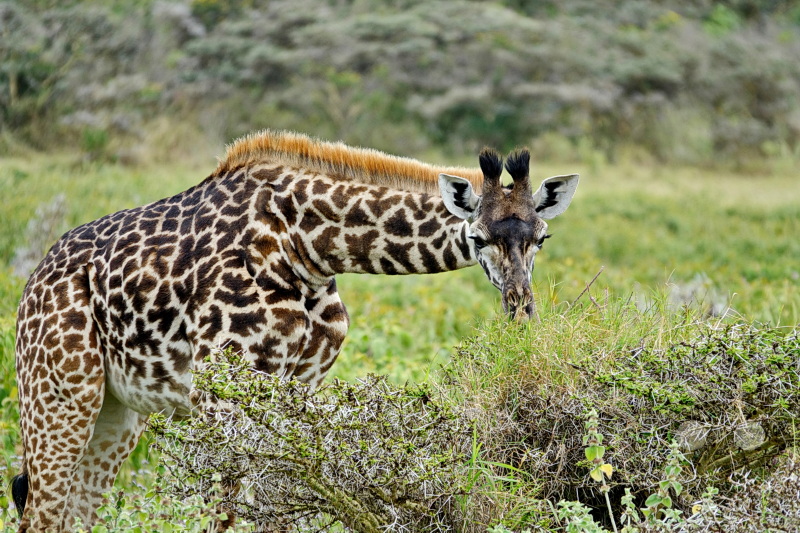 Tansania - Arusha-Nationalpark