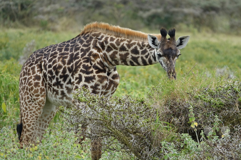 Tansania - Arusha-Nationalpark