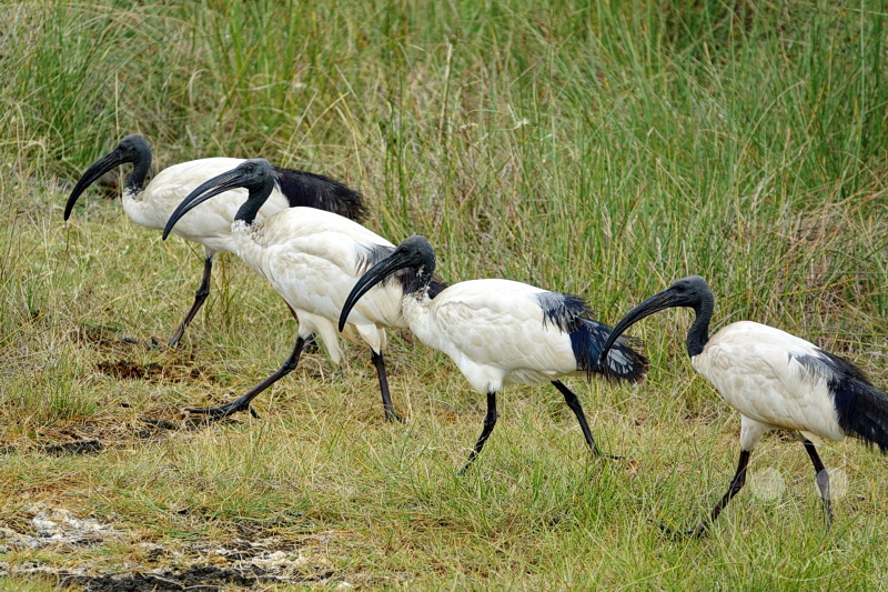 Tansania - Arusha-Nationalpark
