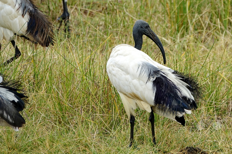 Tansania - Arusha-Nationalpark