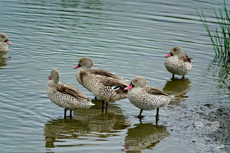 Tansania - Arusha-Nationalpark