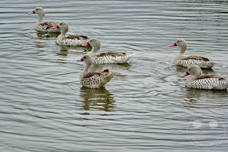 Tansania - Arusha-Nationalpark