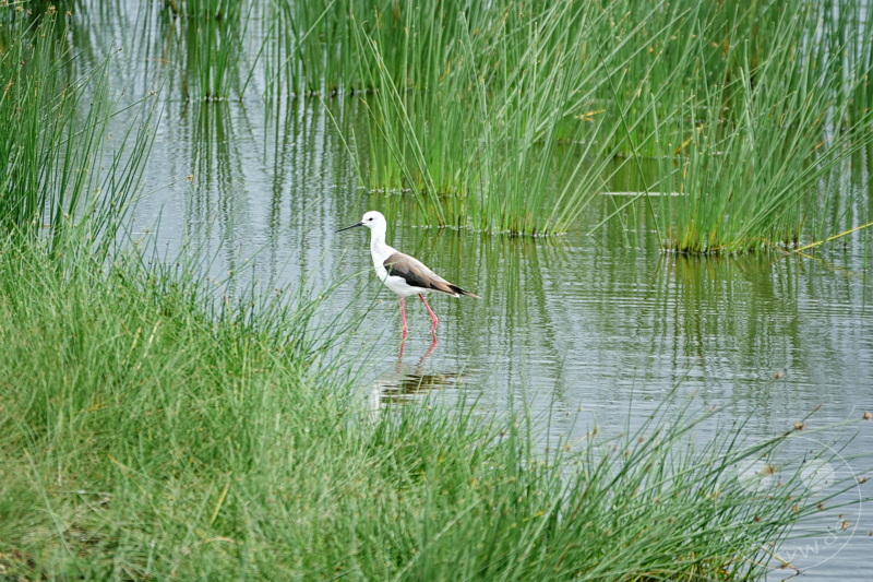 Tansania - Arusha-Nationalpark