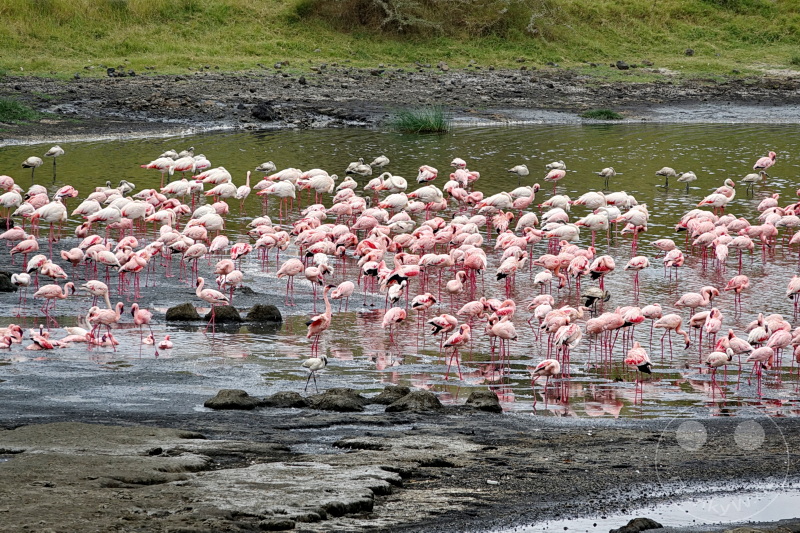 Tansania - Arusha-Nationalpark