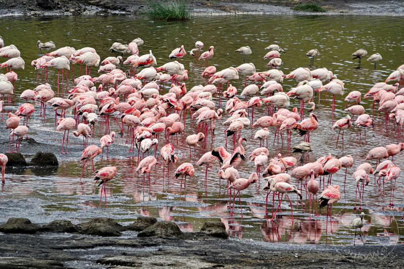 Tansania - Arusha-Nationalpark