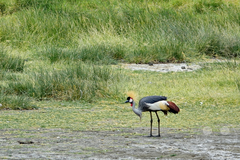 Tansania - Arusha-Nationalpark