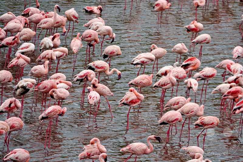 Tansania - Arusha-Nationalpark