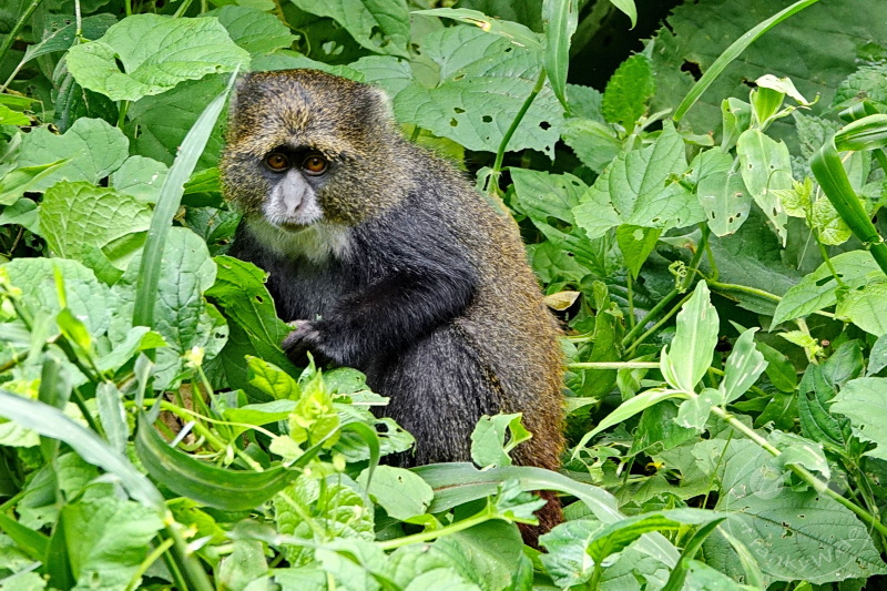 Tansania - Arusha-Nationalpark