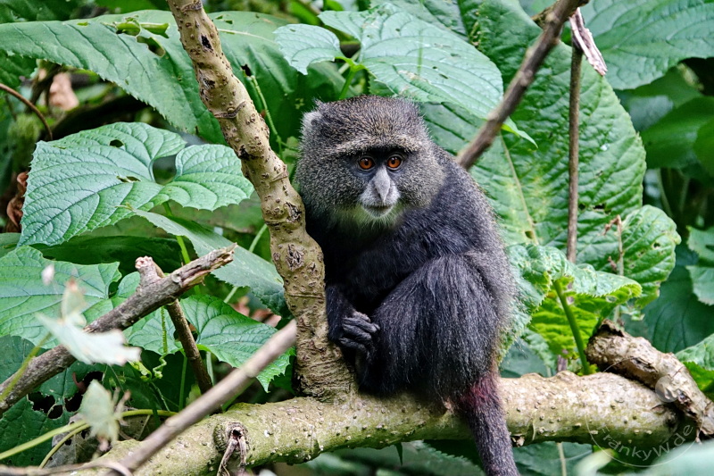 Tansania - Arusha-Nationalpark