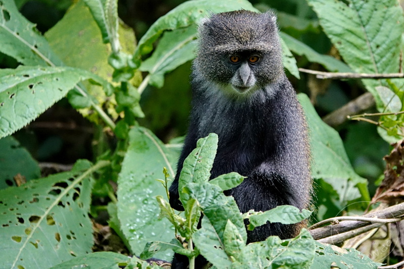 Tansania - Arusha-Nationalpark