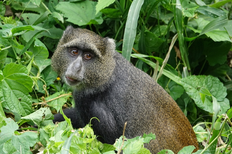 Tansania - Arusha-Nationalpark