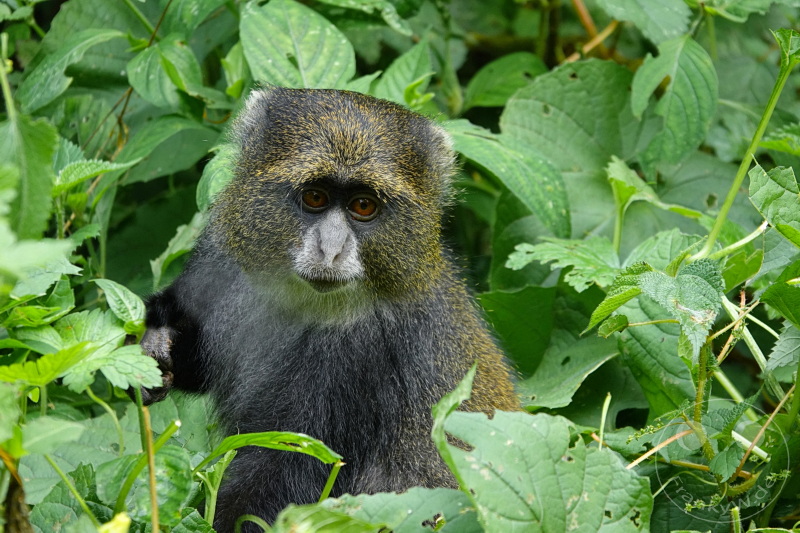 Tansania - Arusha-Nationalpark