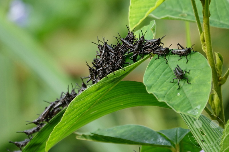 Tansania - Arusha-Nationalpark