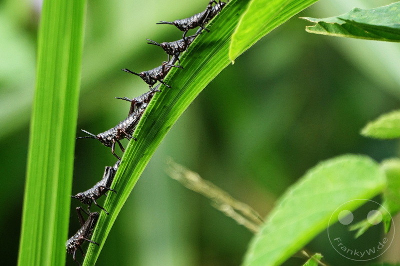 Tansania - Arusha-Nationalpark
