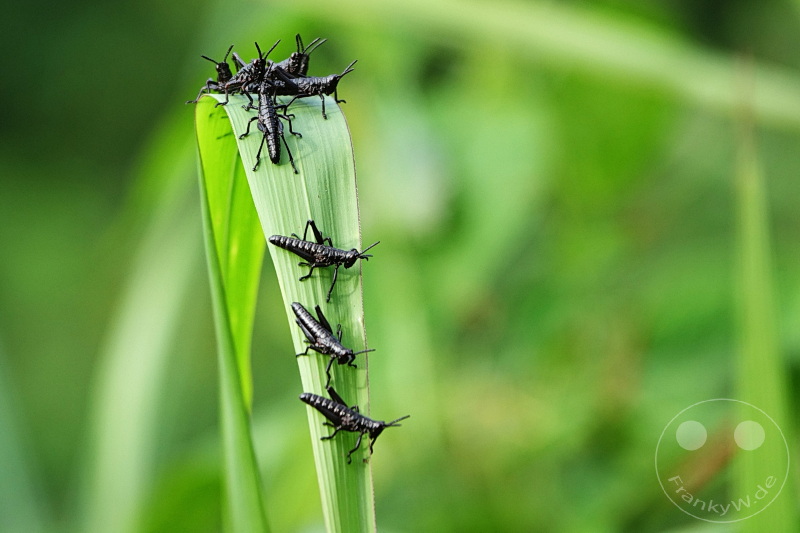 Tansania - Arusha-Nationalpark
