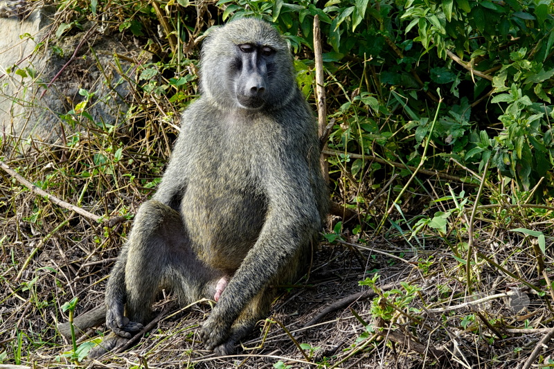 Tansania - Arusha-Nationalpark