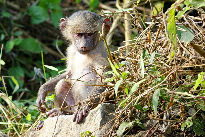 Tansania - Arusha-Nationalpark