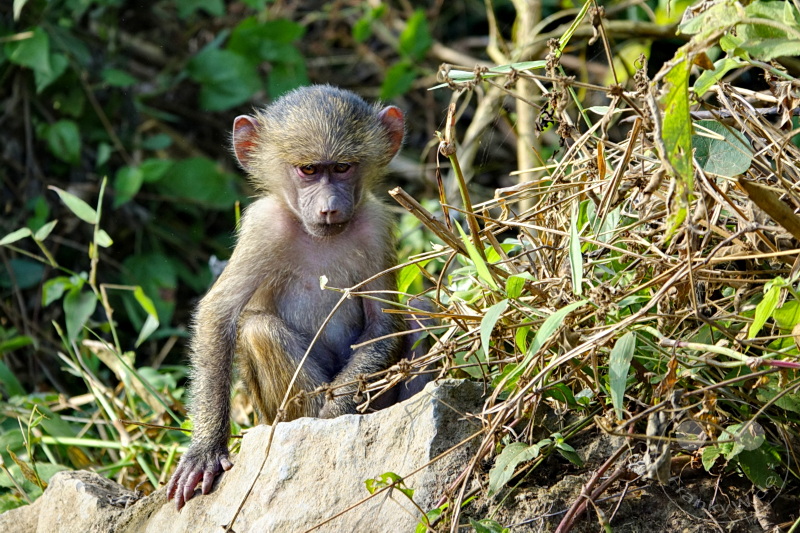 Tansania - Arusha-Nationalpark