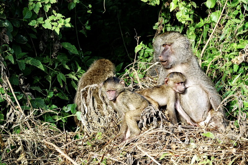 Tansania - Arusha-Nationalpark