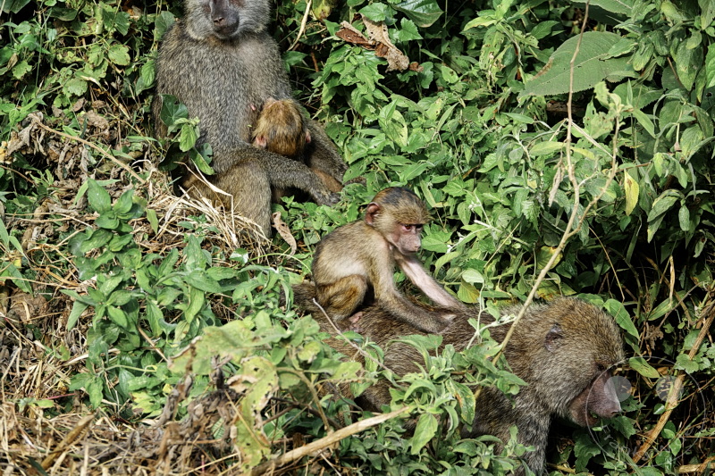 Tansania - Arusha-Nationalpark