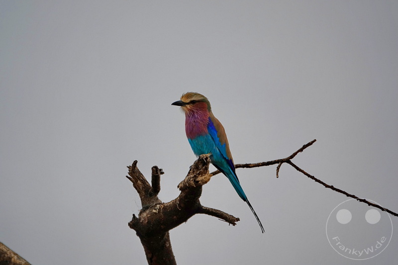 Tansania - Tarangire-Nationalpark