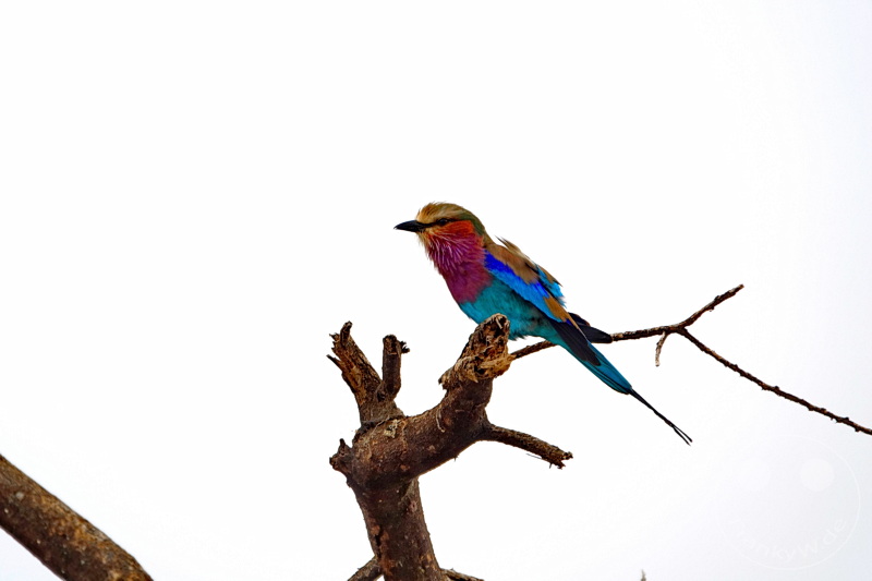 Tansania - Tarangire-Nationalpark
